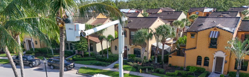 Emergency Tree Removal Services