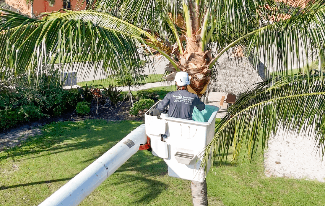 New Creations Lawn Care, LLC Services