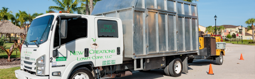 Tree Cabling and Bracing Services