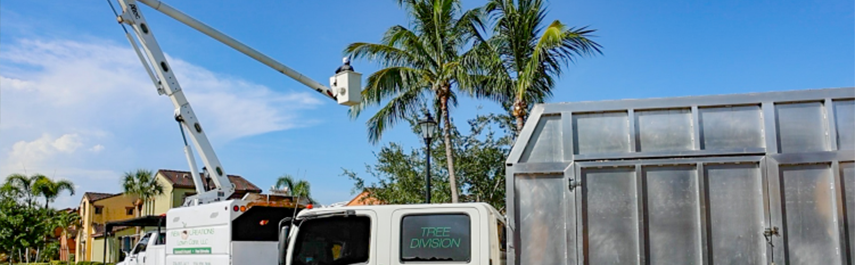 Tree Health Services