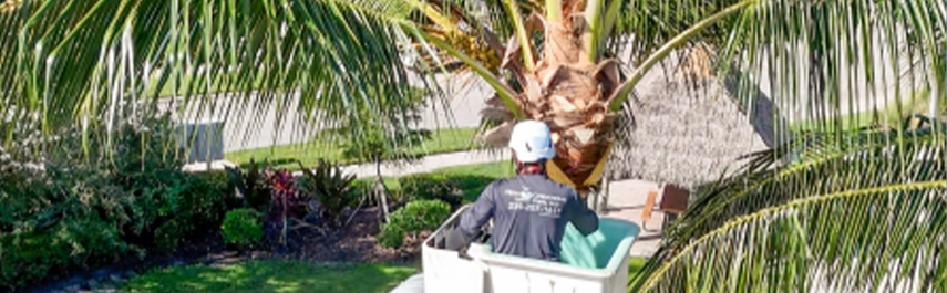 Tree Planting Services