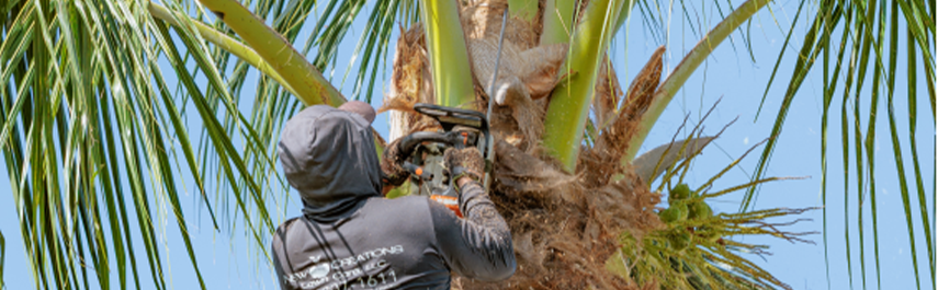 Tree Pruning Services